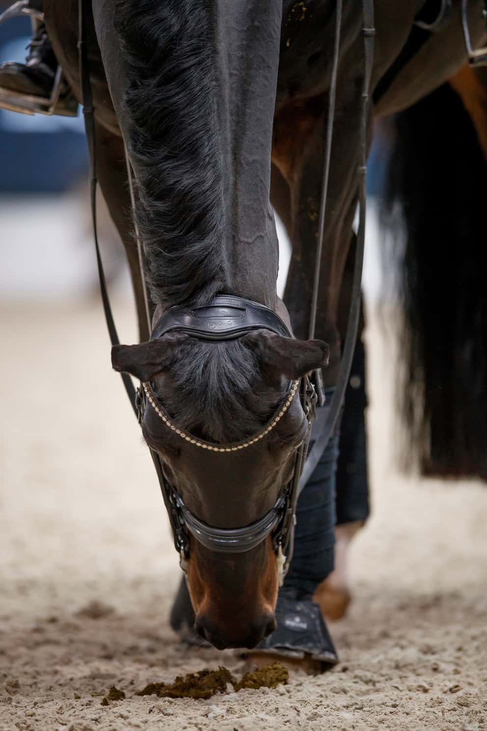 Weltcup Finale Jessica Von Bredow Werndl Im Interview Sport News Reiterrevue International
