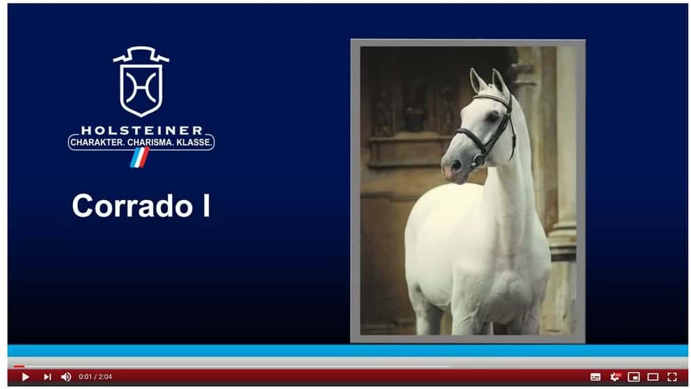 Corrado I Ist Tot Zucht News Reiterrevue International
