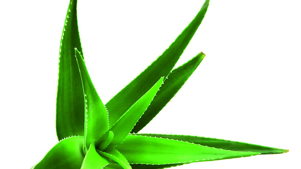 Aloe Vera