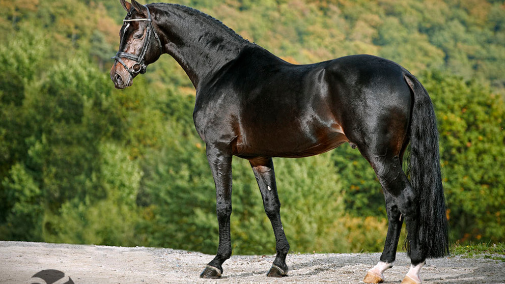 Hengst Conteur v. Contender-Rasputin